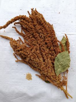 Gold Amaranth getrocknet 75g